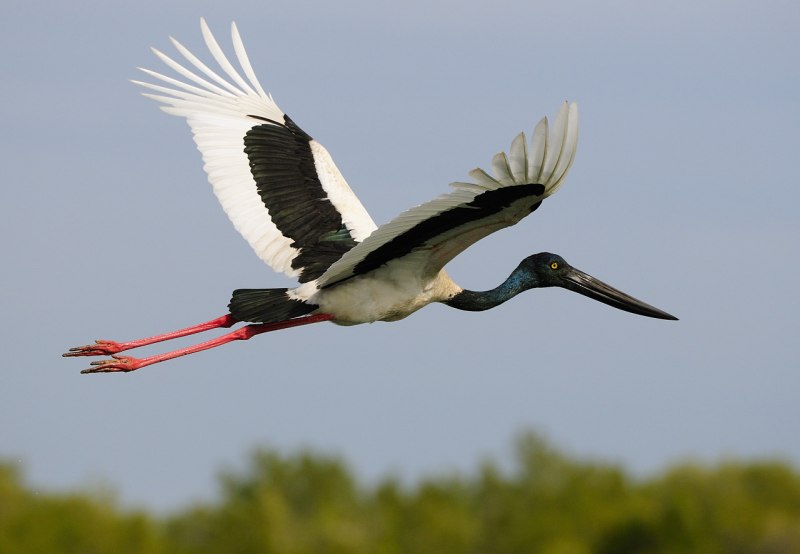 Jabiru (Black-necked Stork)