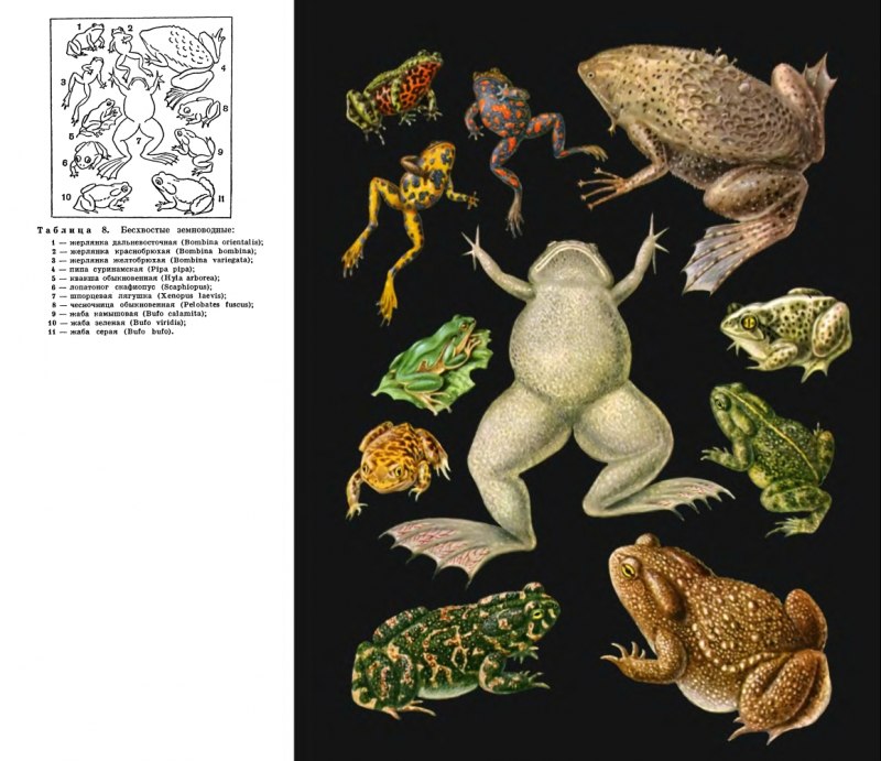 Гладкая шпорцевая лягушка (Xenopus laevis)