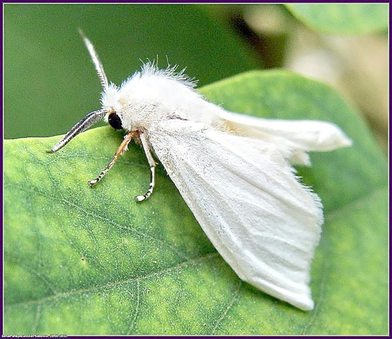 Вайт Баттерфляй (White Butterfly