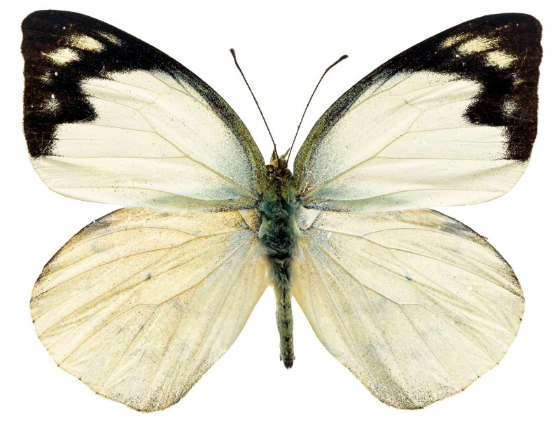 Бабочка Morpho Catenarius