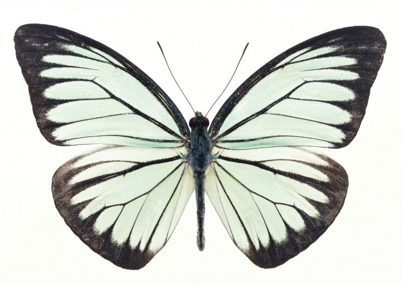 Бабочка Morpho rhetenor