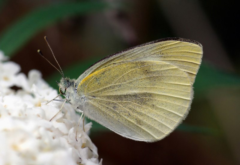 Американская белая бабочка Hyphantria cunea