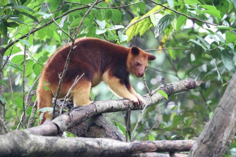 Двурезцовые сумчатые Diprotodontia