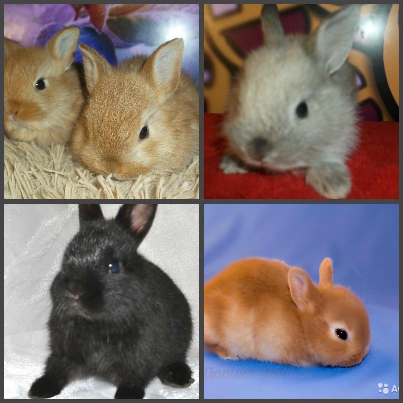 Netherland Dwarf Bunnies