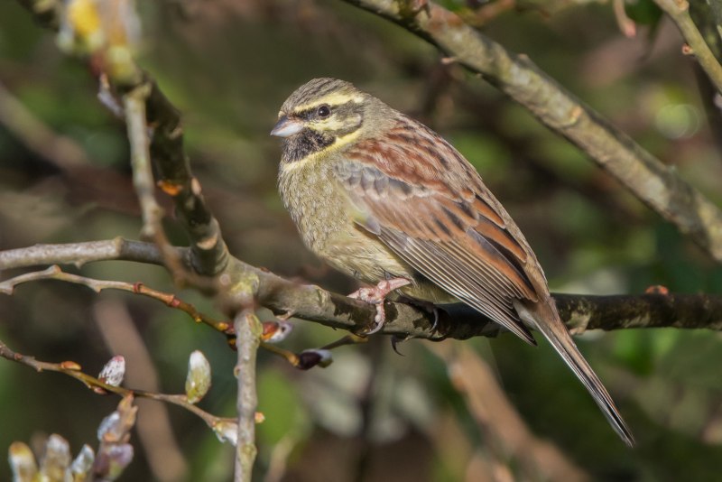 Emberiza caesia