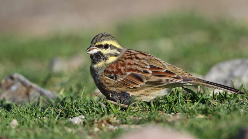 Emberiza Rutila