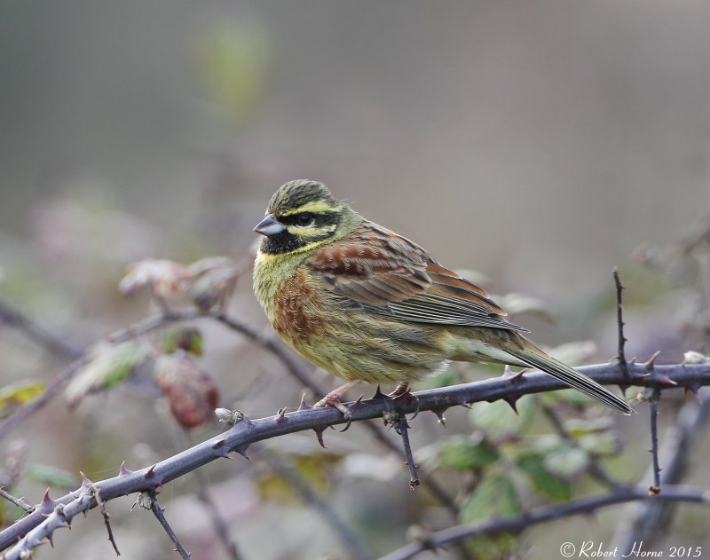 Emberiza citrinella