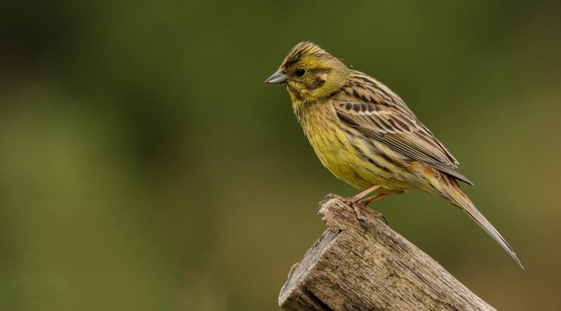Emberiza spodocephala самец и самка