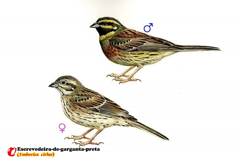 Овсянка, Камышовая, тростниковая (Emberiza schoeniclus)