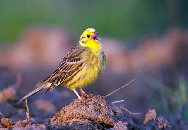 Citrinella птица