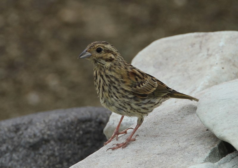 Огородная овсянка (Emberiza cirlus)