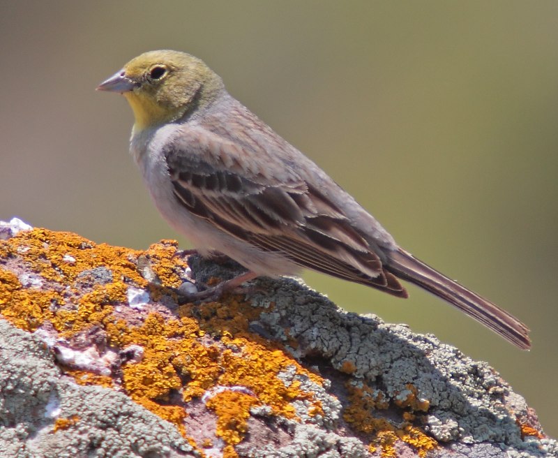 Ortolan Bunting