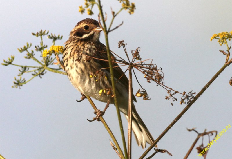 3. Овсянка обыкновенная (Emberiza citrinella),