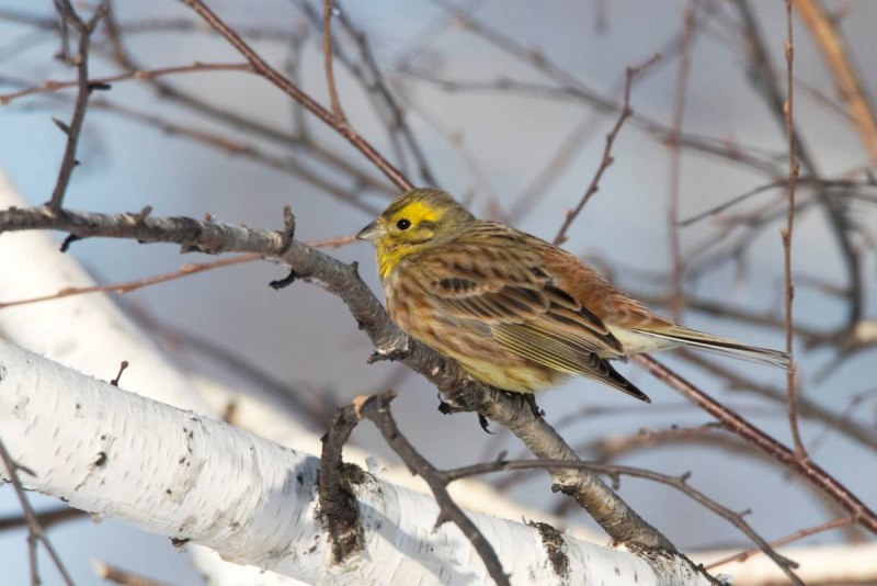 3. Овсянка обыкновенная (Emberiza citrinella),