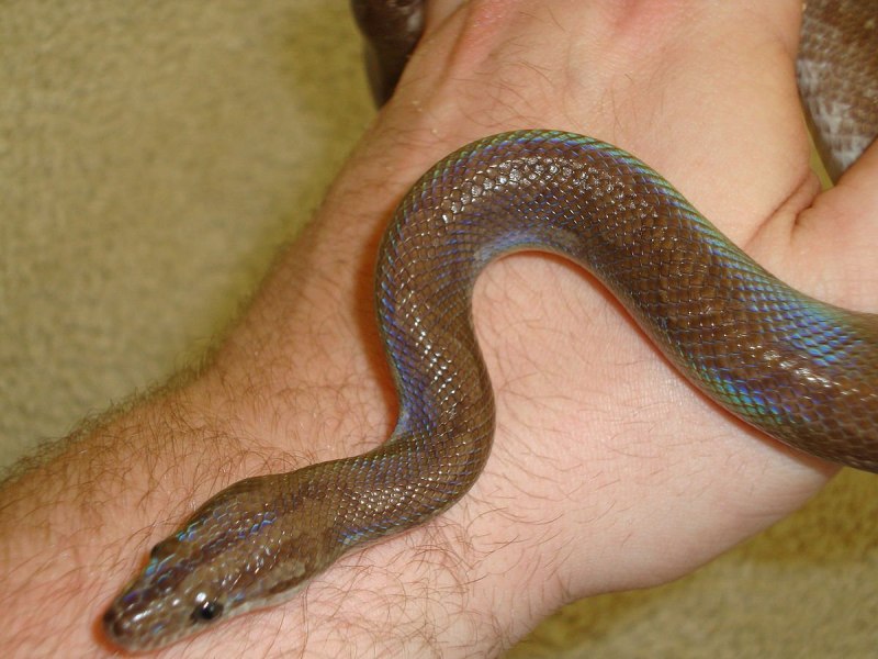 Epicrates cenchria Maurus