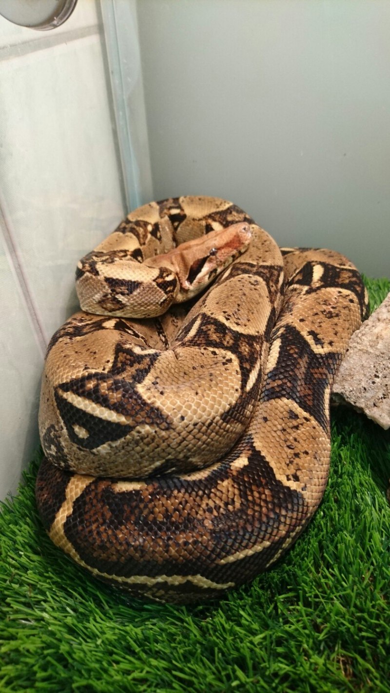 Epicrates subflavus