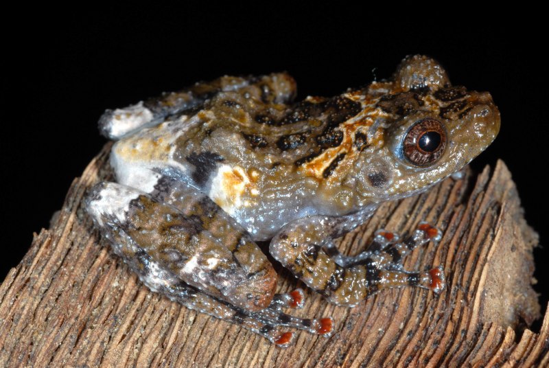 Theloderma albopunctatum