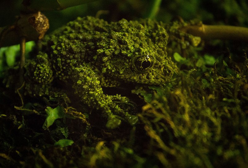 Theloderma corticale мшистая лягушка