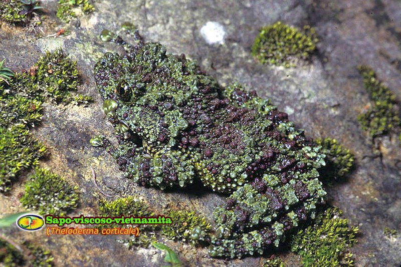 Лишаистый веслоног (Theloderma corticale)