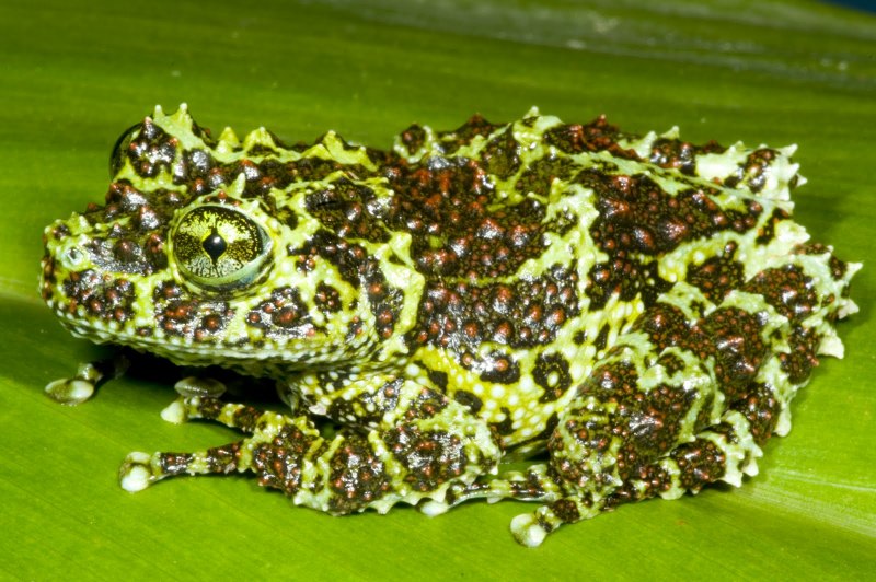 Theloderma corticale мшистая лягушка
