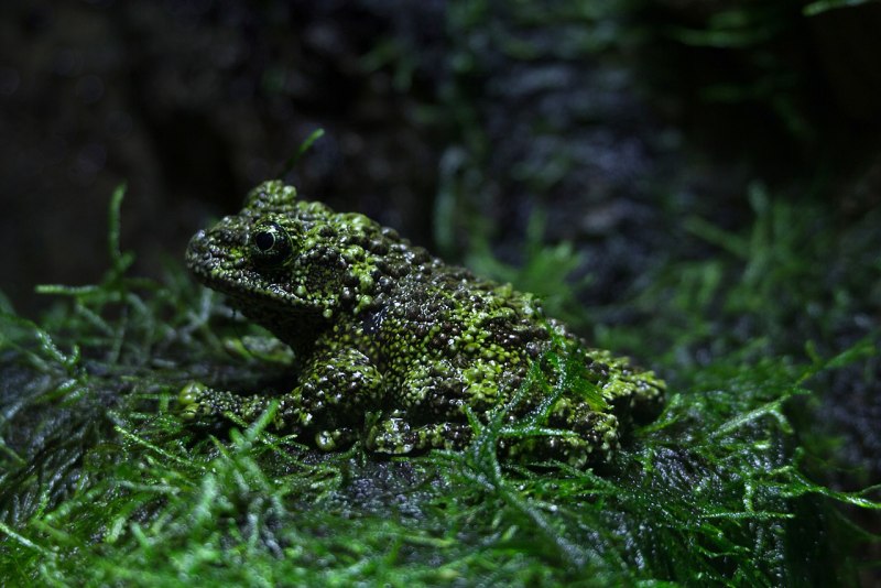Theloderma corticale мшистая лягушка