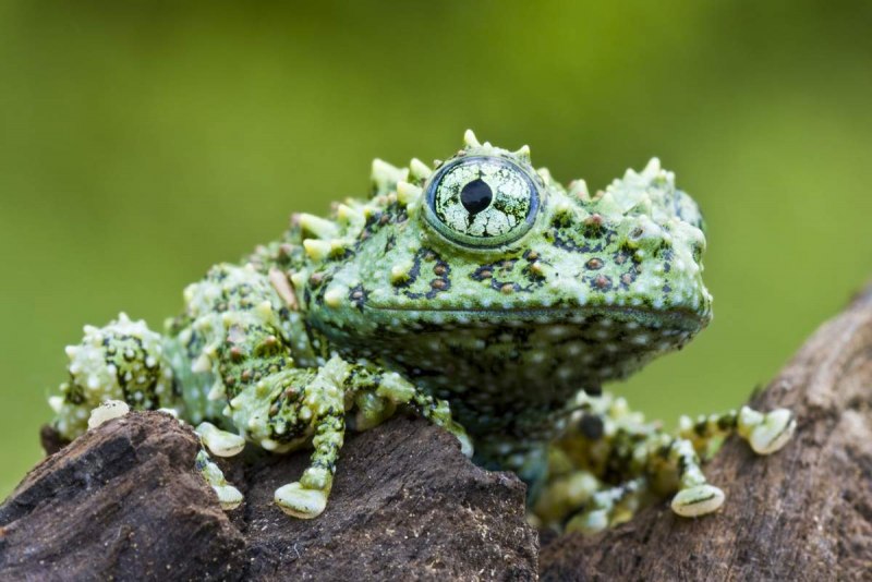 Лишаистый веслоног (Theloderma corticale)