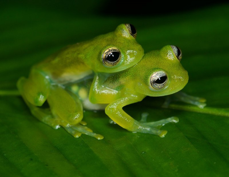 Vietnamese Mossy Frog маскировка