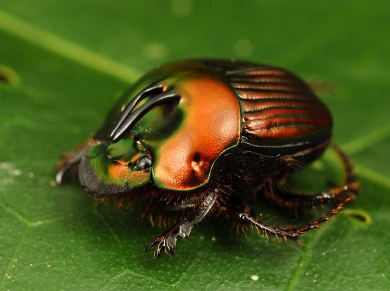 Panchlora Nivea