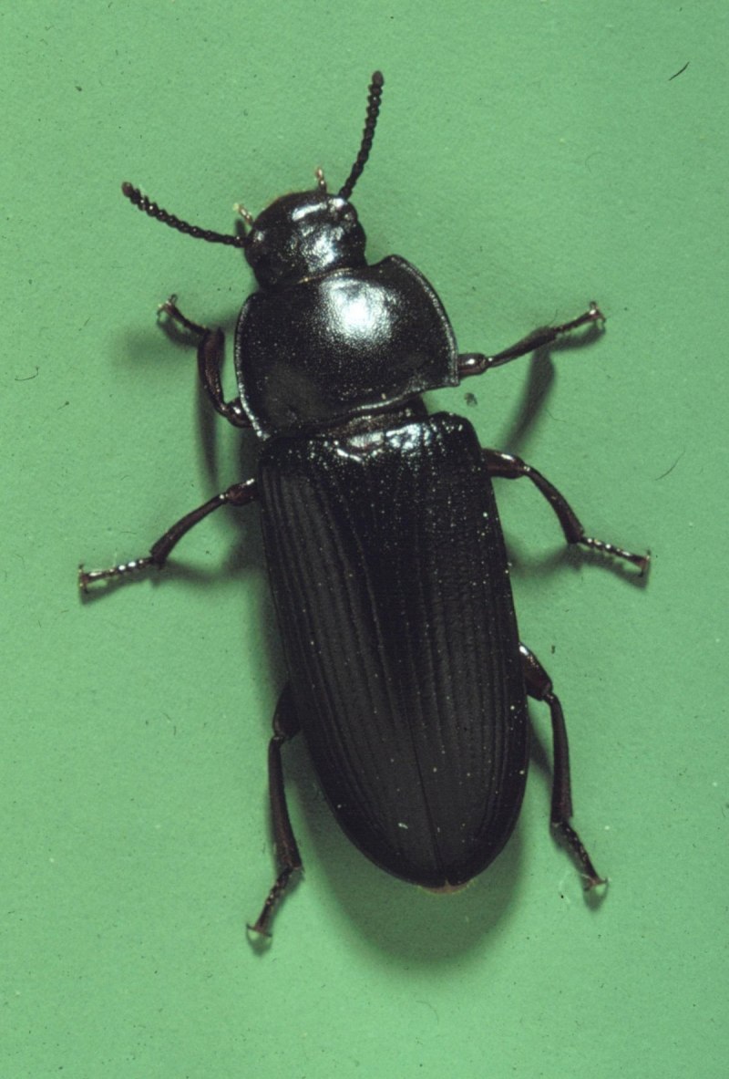 Жужелица Головастая (Broscus cephalotes l.)