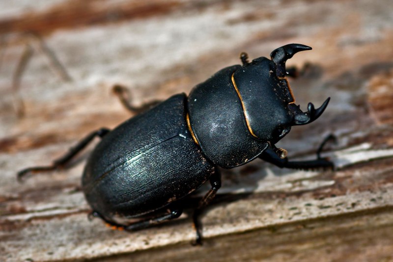 Tenebrio Molitor мучной хрущак
