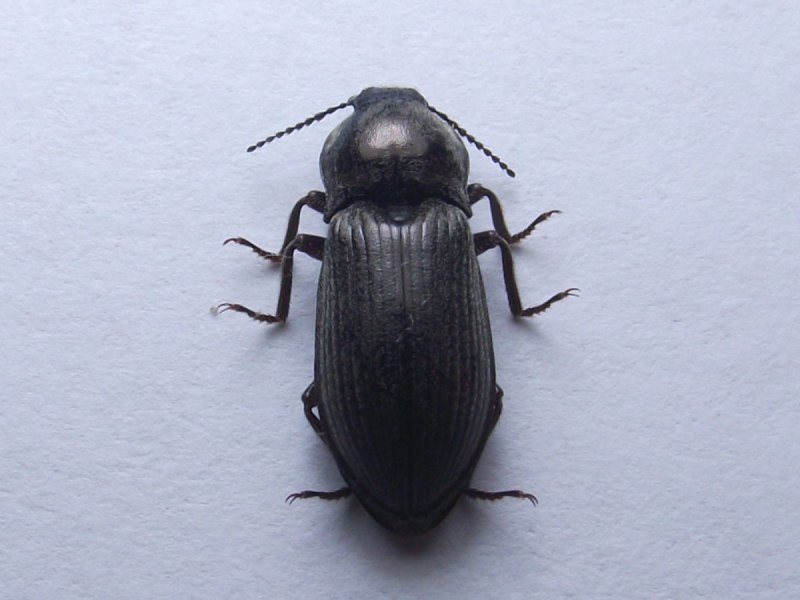 Предкуколка Tenebrio Molitor