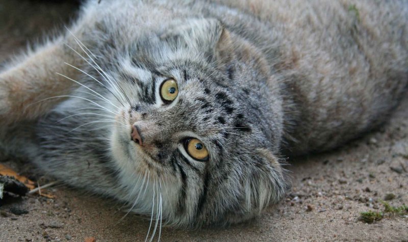 Кот Манул