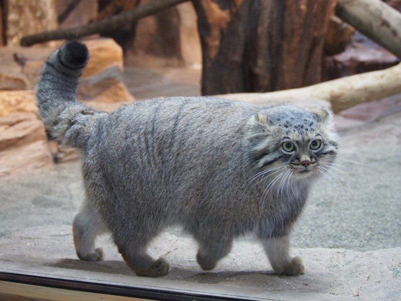 Тибетская кошка