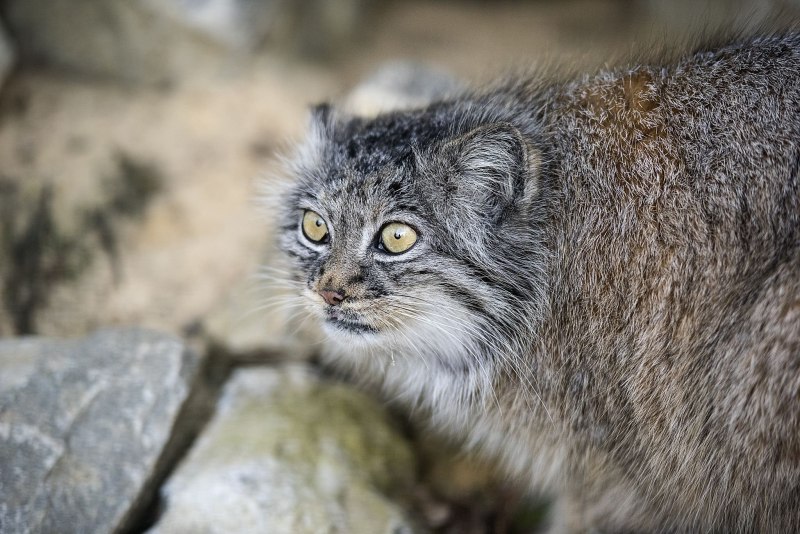 Кот Манул