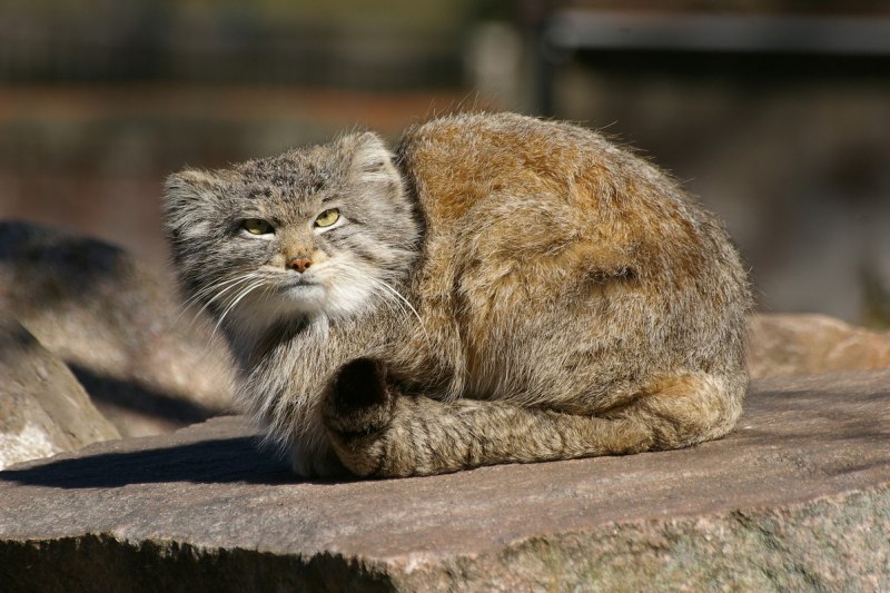 Манул (палласов кот)