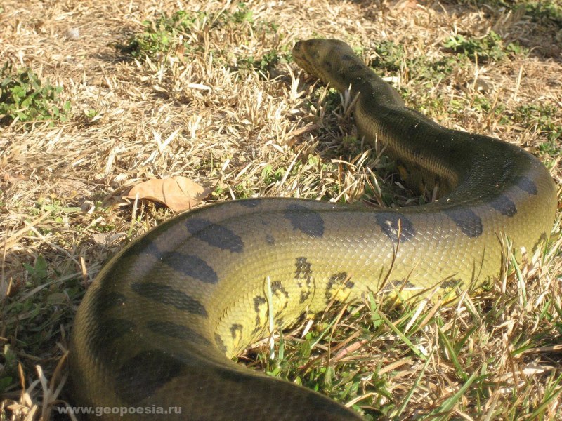 Green Anaconda Song