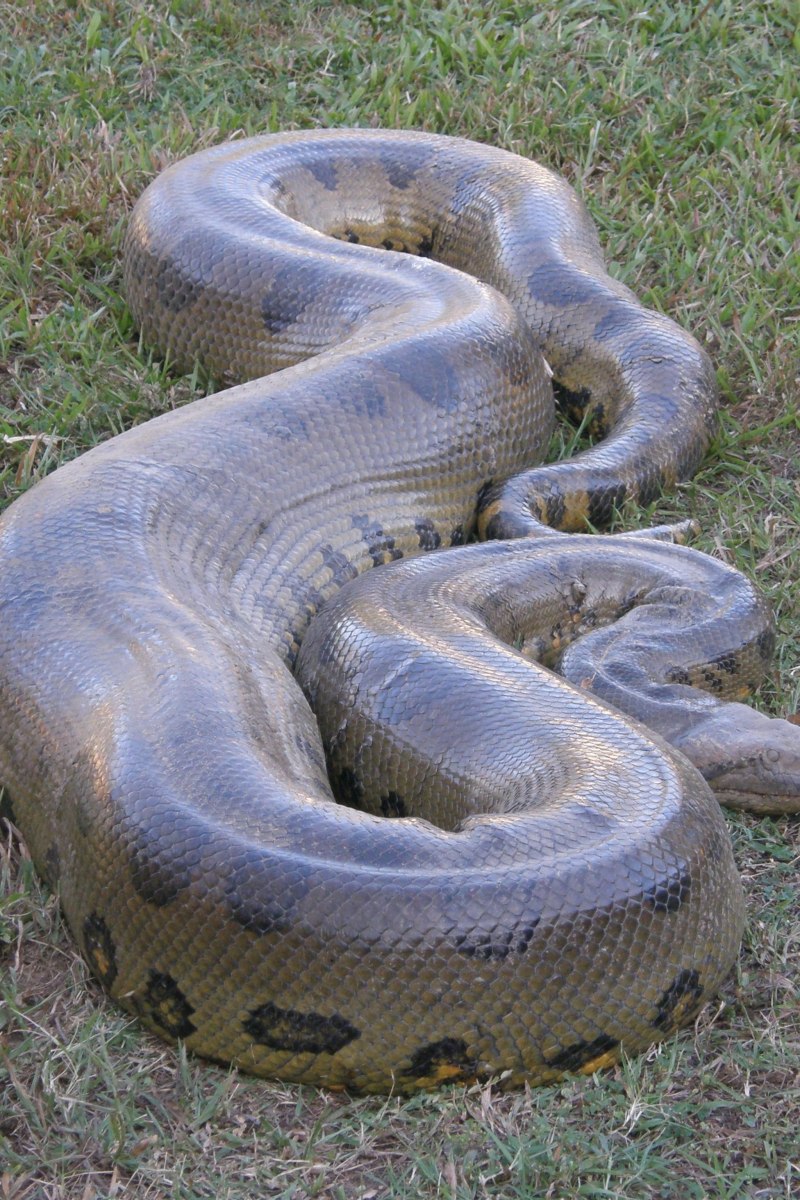 Snake Anaconda White