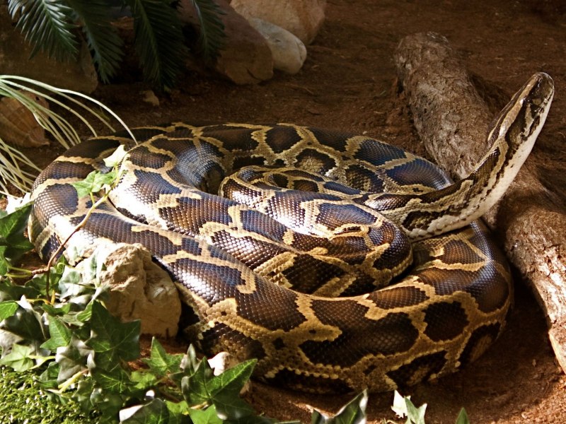 Анаконда eunectes murinus