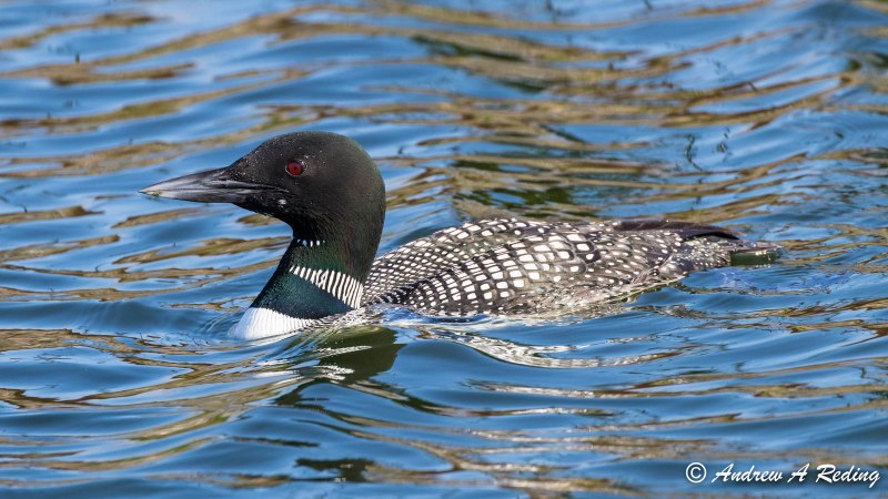 Гагара чернозобая (Gavia Arctica)