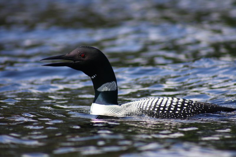 The Pacific Loon or Pacific Diver (Gavia Pacifica),
