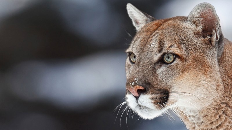 Mountain Lion fur close up