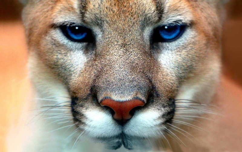 Puma concolor couguar