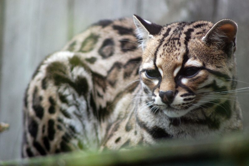 Prionailurus bengalensis