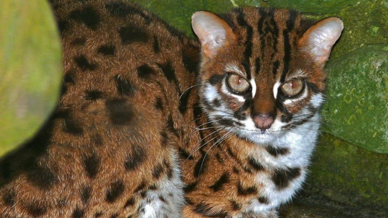 Дикая Бенгальская леопардовая кошка