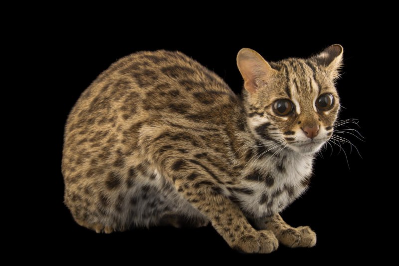 Prionailurus bengalensis