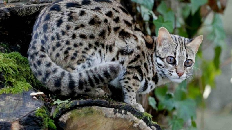 Азиатская леопардовая кошка