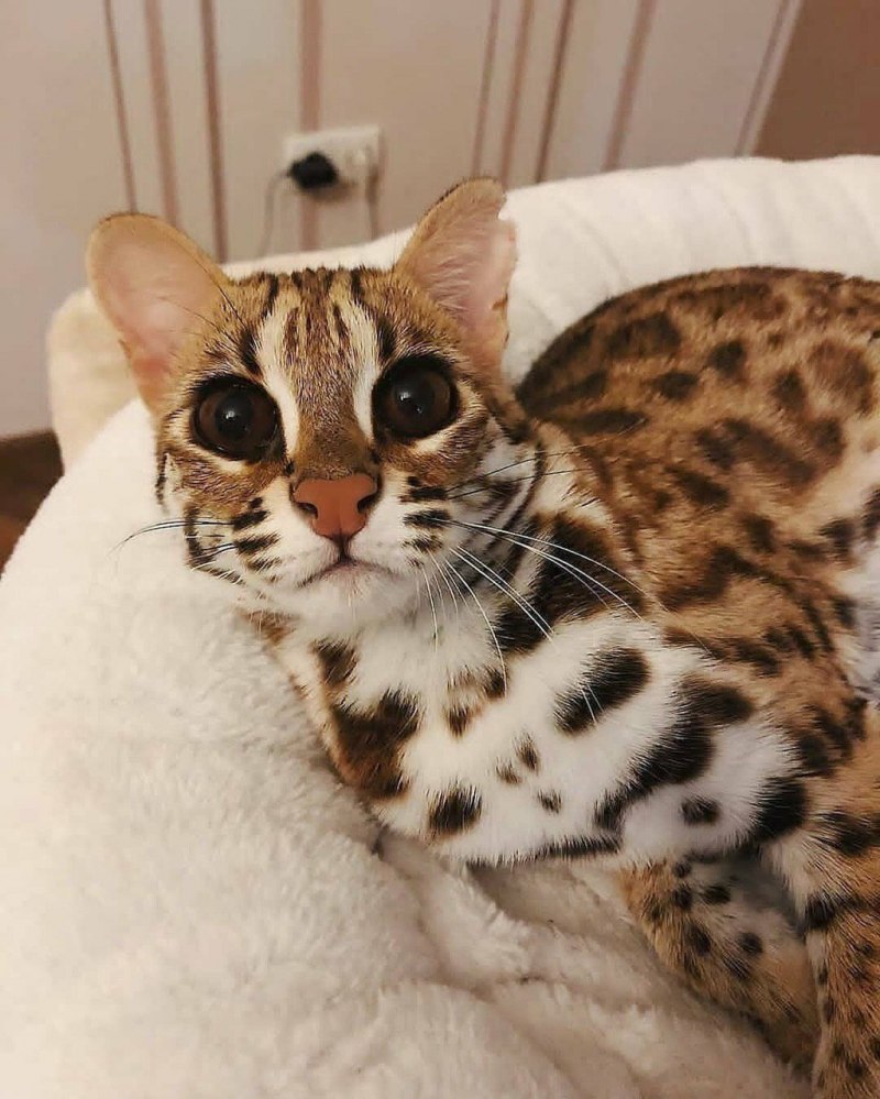 Бенгальская кошка Дикая