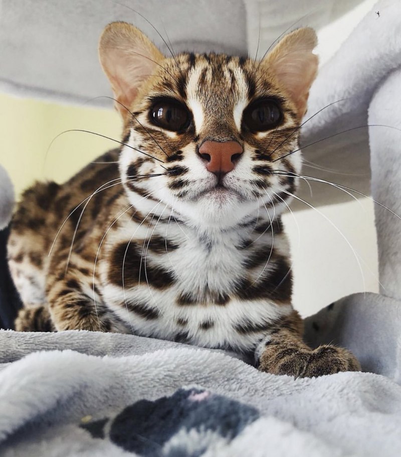 Азиатская леопардовая кошка