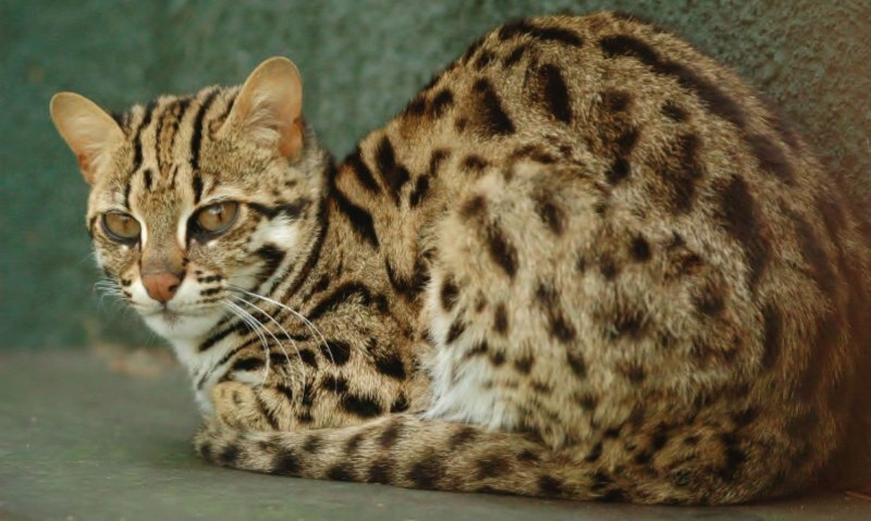 Азиатская леопардовая кошка