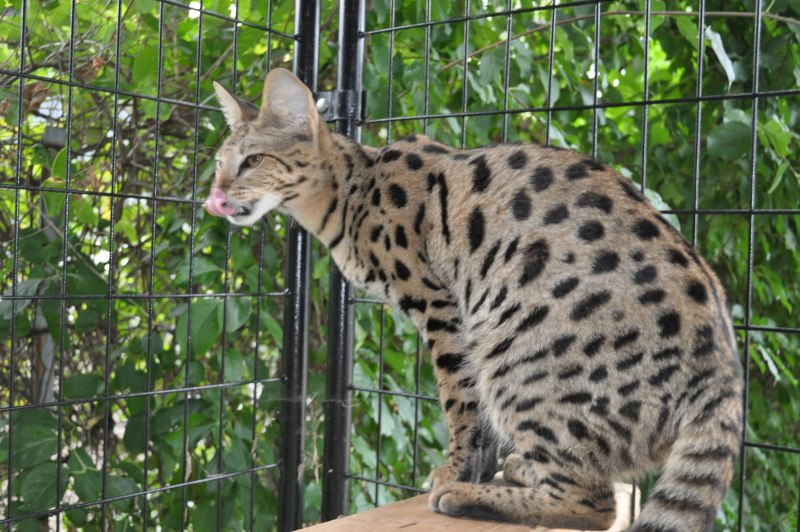 Леопардовый кот (Prionailurus bengalensis)